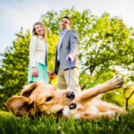 Golden retriever plays in the grass during a Belmont Harbor engagement session.