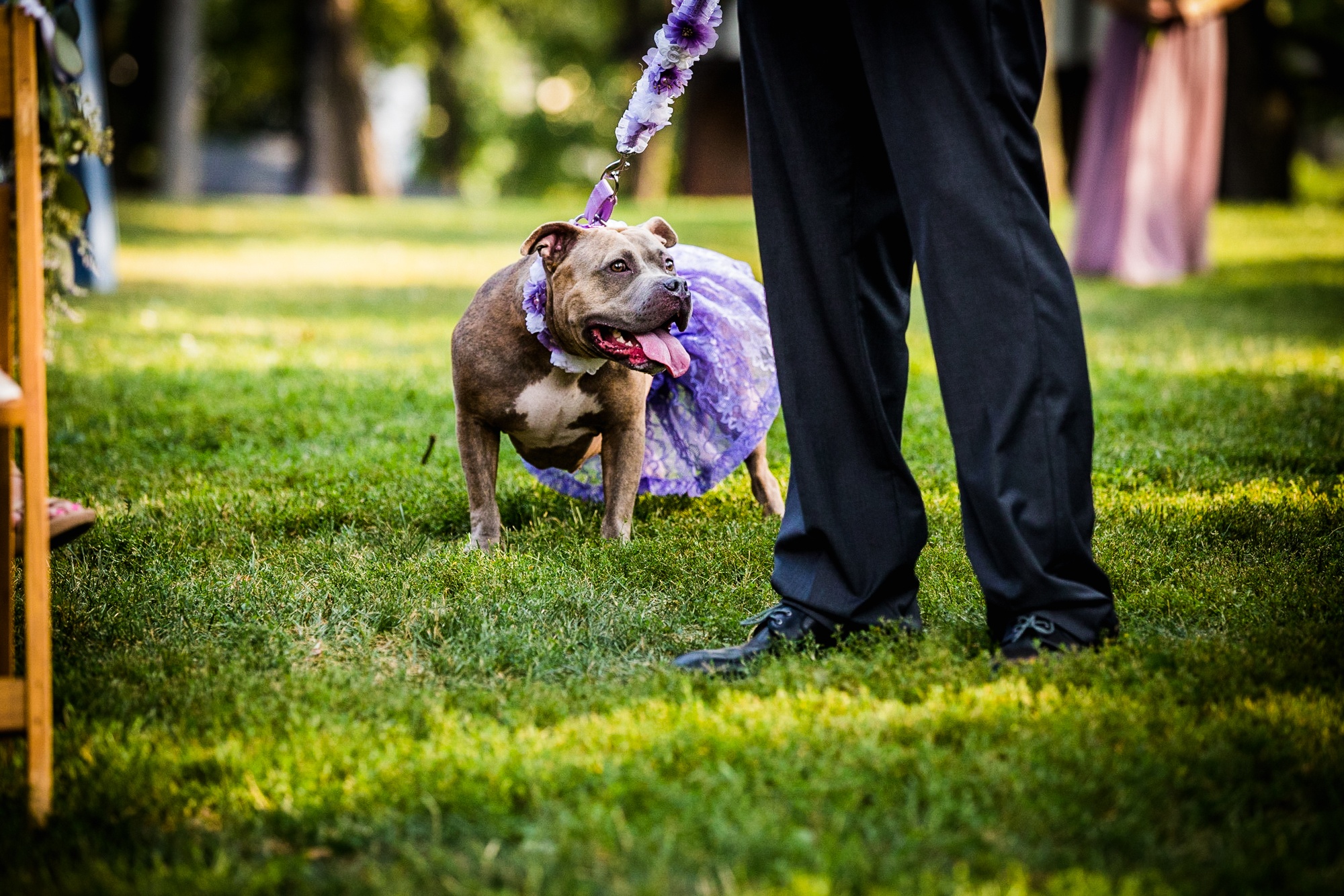 A dog walks down the aisle at a Katherine Legge Memorial lodge wedding