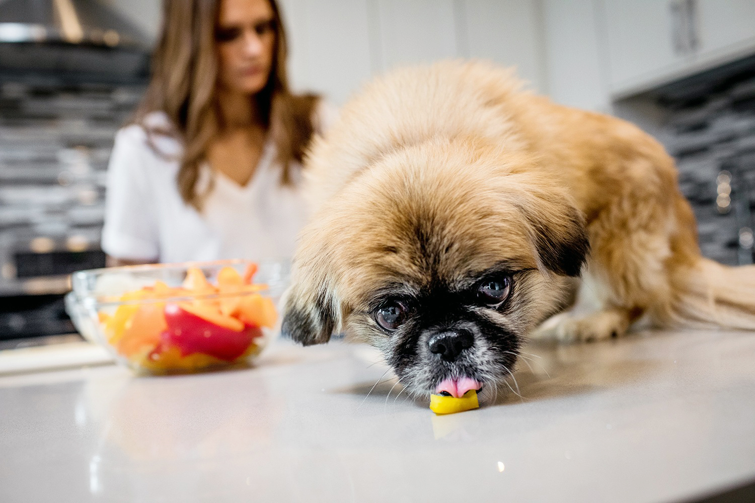 A dog eats a piece of food during an Andersonville engagement session in Chicago.