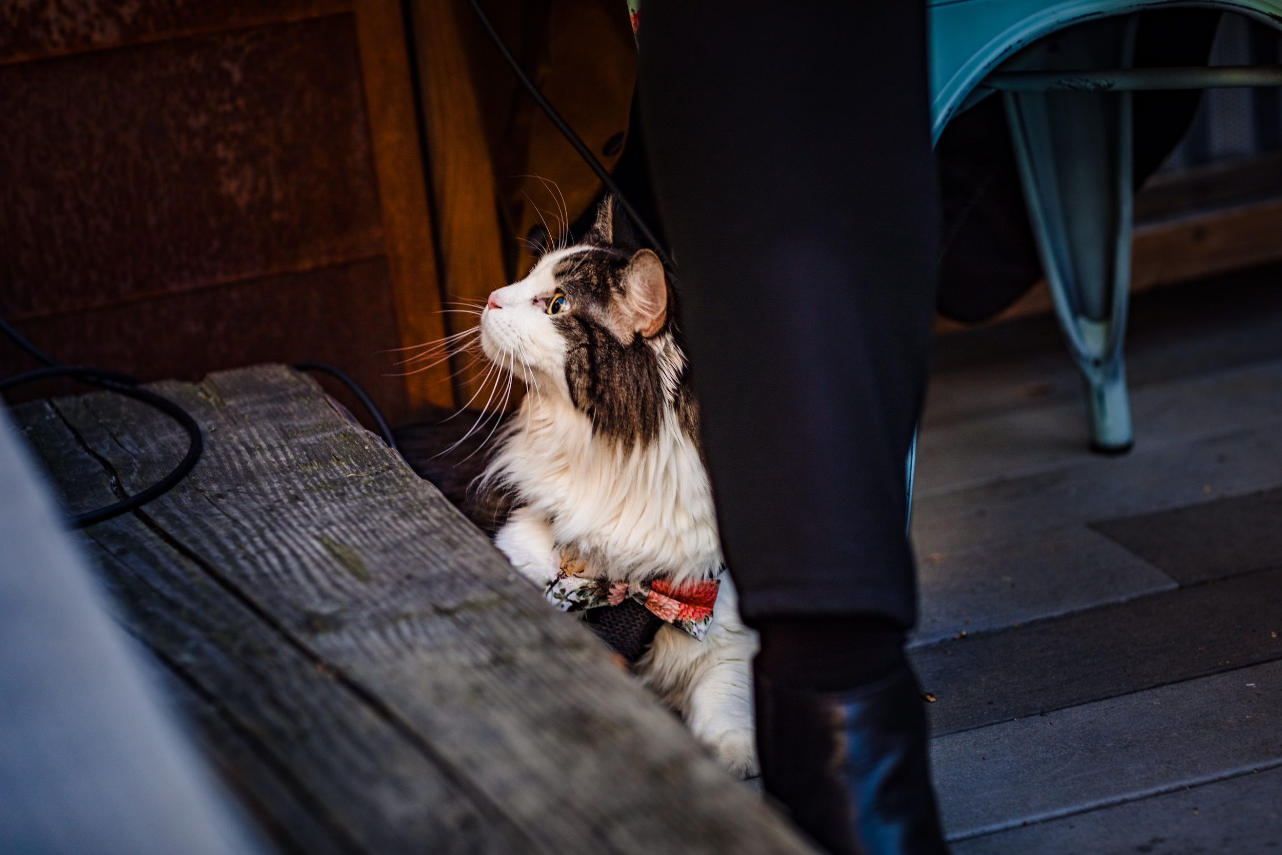A cat looks onto a wedding ceremony at the Joinery in Chicago.